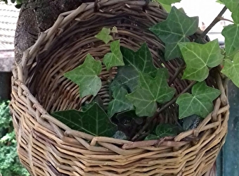 Stage de vannerie 'Hiver et Printemps' - DECIZE