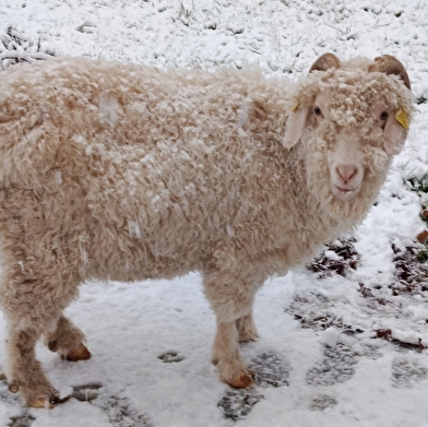 Visite de la fermette
