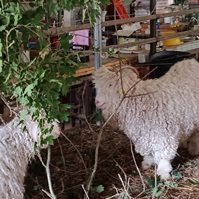 Visite de la fermette